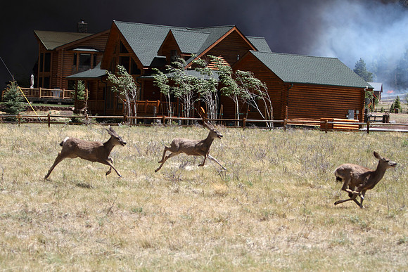 The wind lays trees over as deer flee the Wallow Fire.