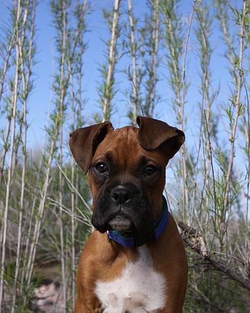 Giant Boxer Puppy
