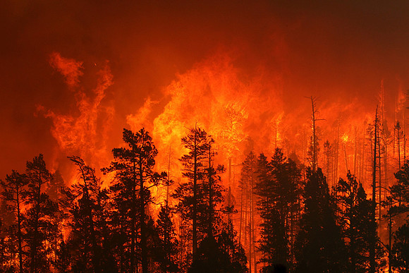 Near the Alpine Divide a group of trees torch after the Wallow Fire crossed Highway 180