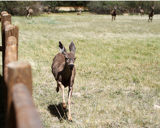 Primal fear takes hold as deer flee the Wallow Fire near Greer