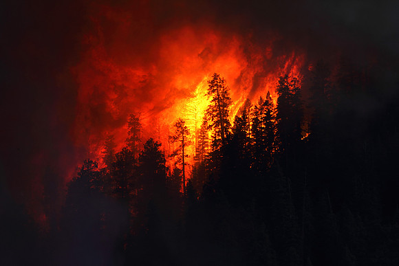 As the column lays over and darkens the midday sky a tree is consumed by the Wallow Fire