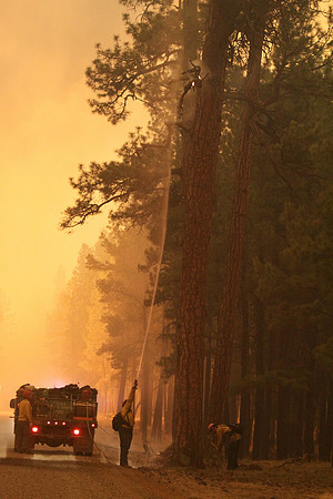 Member of a Type 6 Engine crew puts out a spot fire in a large Ponderosa Pine Tree