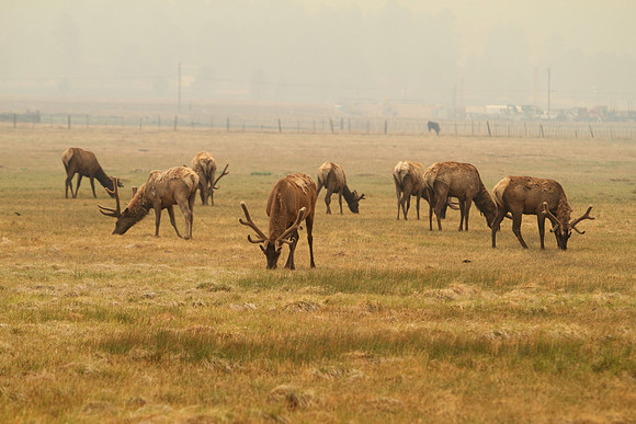 Alpine, Arizona's resident elk herd seems unconcerned about the smoke.