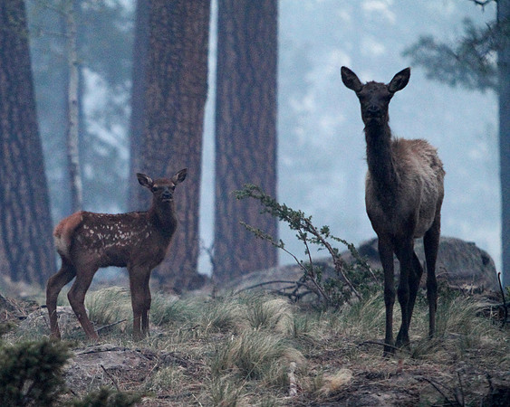Elk Calf and Cow