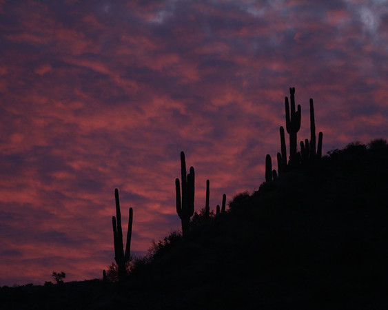Saguaro Silhouette