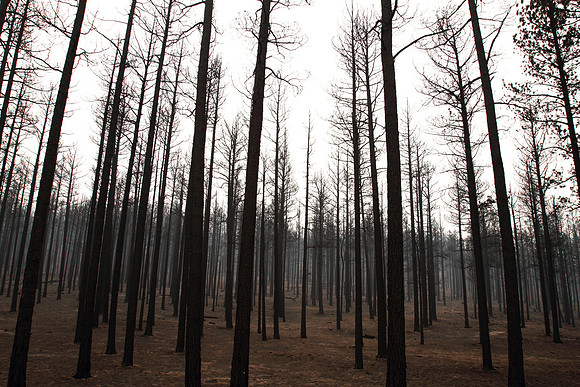 Black Trees and Red Dirt in a severly burned portion of the Wallow Fire